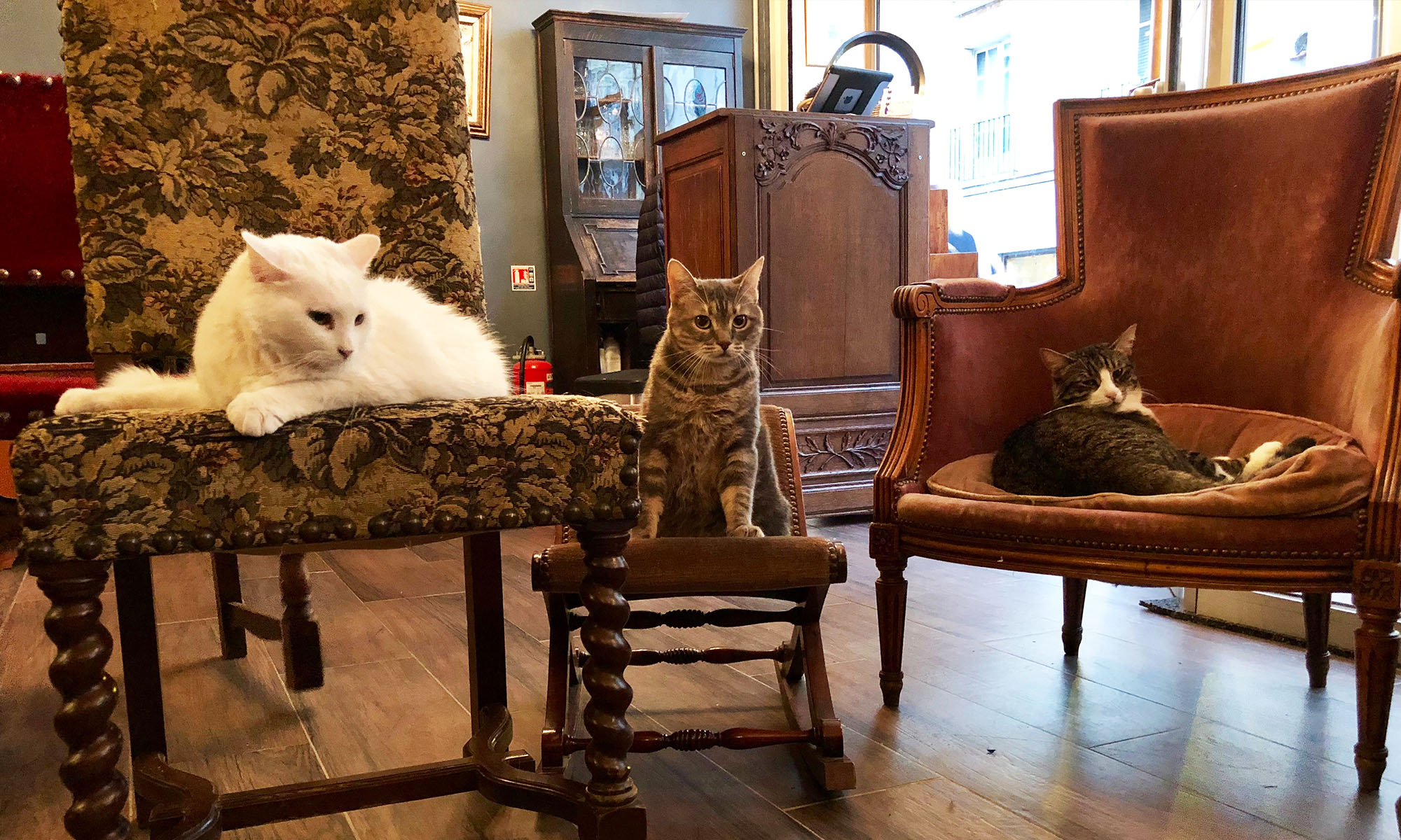 Le Cafe Des Chats Un Restaurant Avec Des Chats Dedans